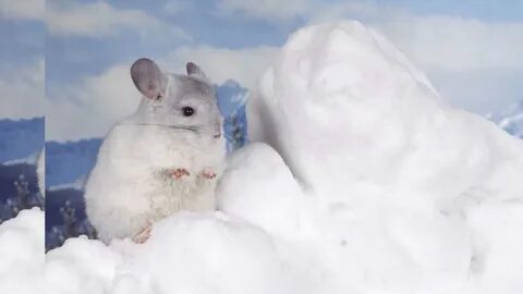 Хомяк зимой