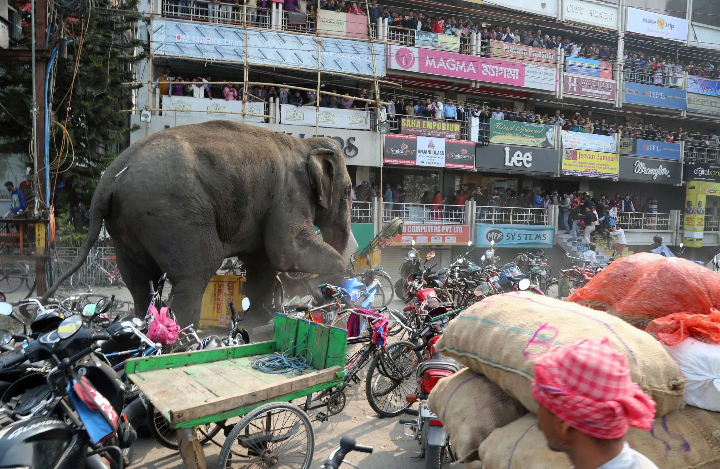 Elephant go go
