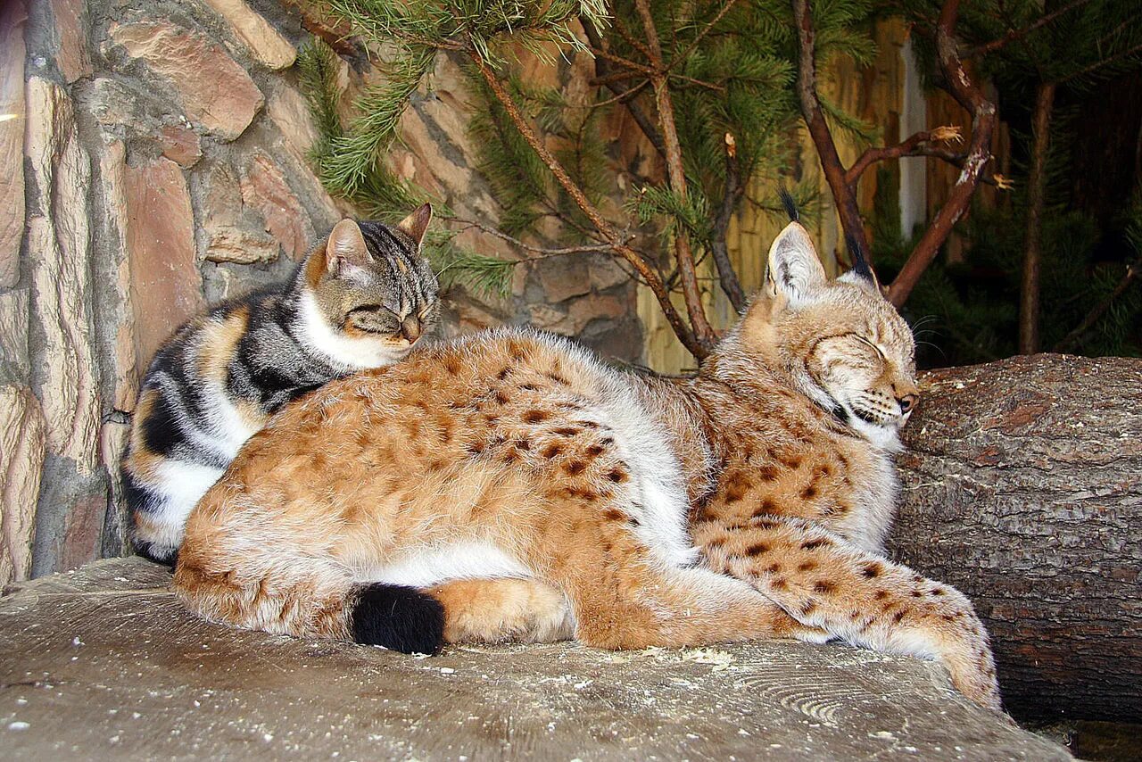 Бенгальская кошка Рысь. Ленинградский зоопарк Рысь. Рысь Сибирская одомашненная. Рысь с подскакиванием