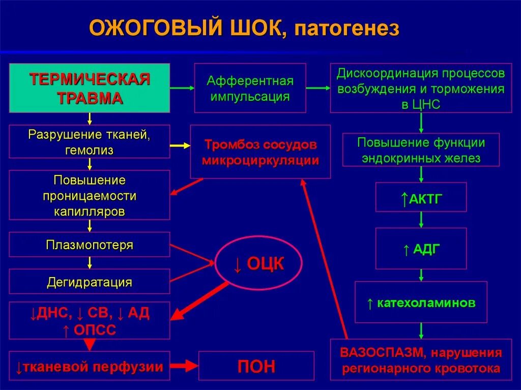 Патогенез ожогового шока патофизиология. Механизм развития ожогового шока. Патогенез ожогового шока схема. Патогенез термического шока.