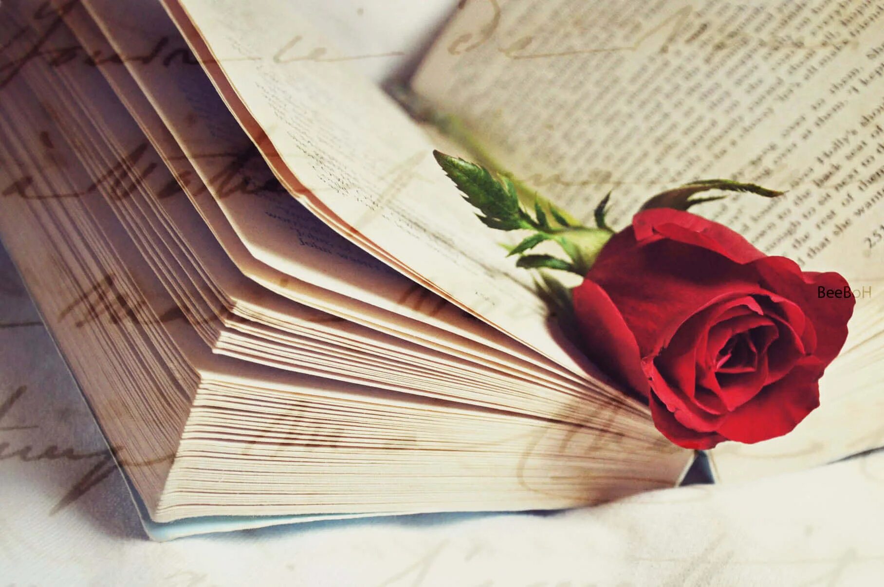 Книжка и цветок. Книга и цветы картинки. Литературный букет. Книга розы картинки. Книга цветы.