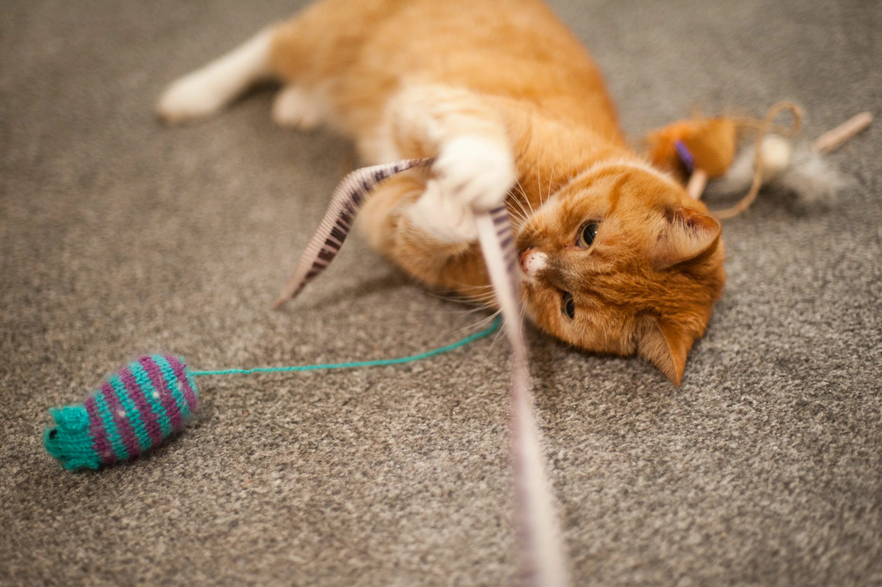Котята играют на полу. Кошка играет. Котята играются. Кошка рыжая играется. Игрушка котик.