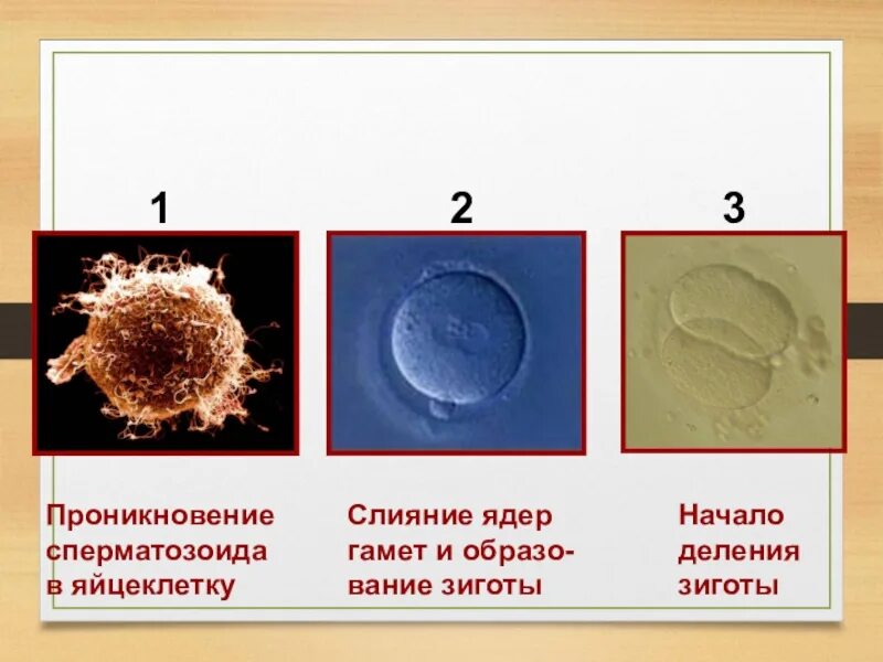 После оплодотворения яйцеклетки и первых делений. Слияние гамет и образование зиготы. Этапы процесса оплодотворения. Этапы проникновения спермия в яйцеклетку. Этапы проникновения сперматозоида в яйцеклетку.