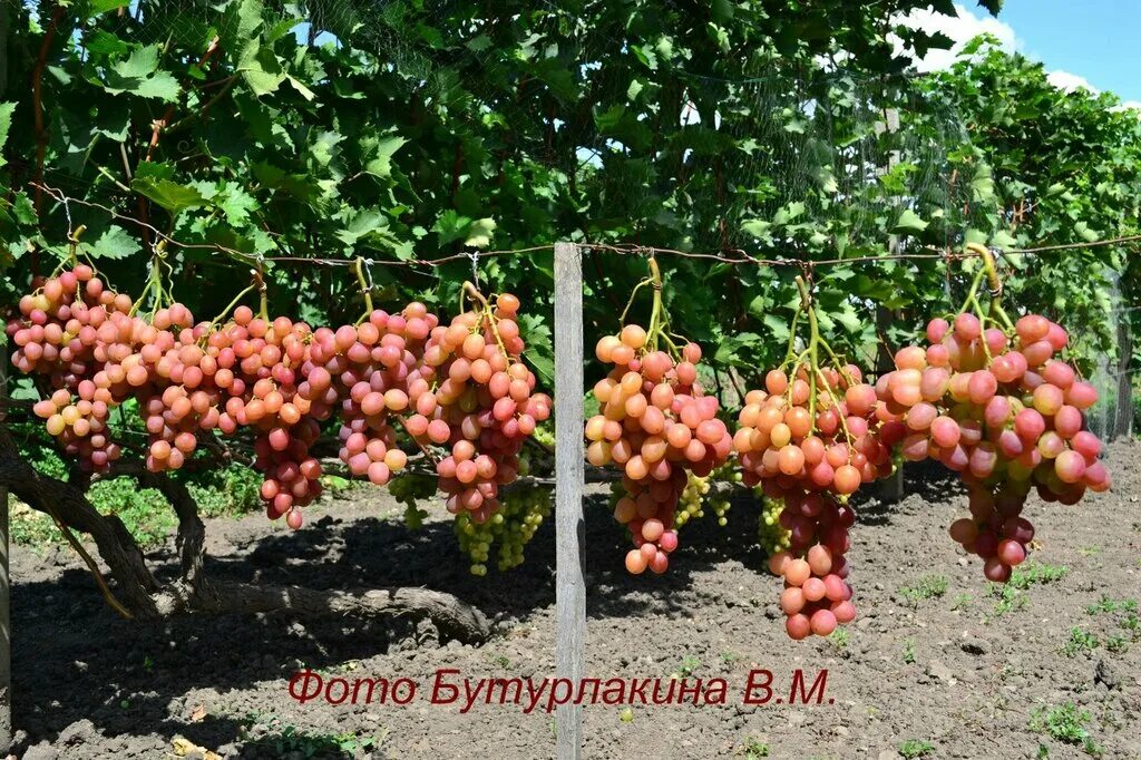 Саженцы винограда краснодарский край. Крымск виноградники. Виноградник саженцы. Крымский виноград. Виноградный питомник.