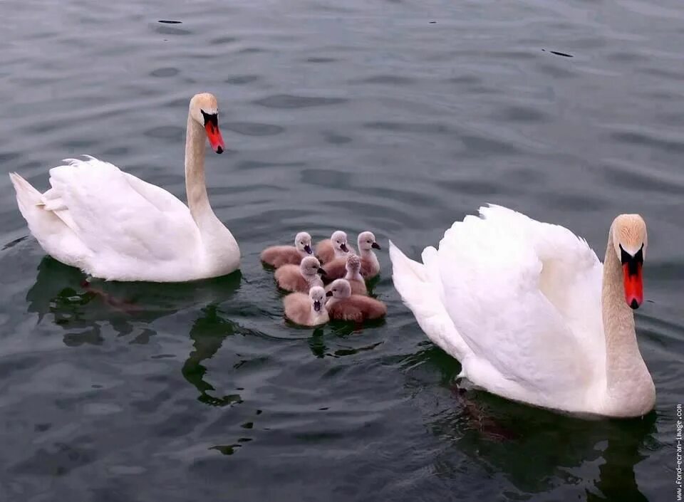 http://www.durmaplay.com Cisnes, Cisne blanco, Pinturas de aves