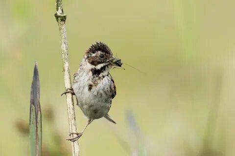 Wildlife meaning