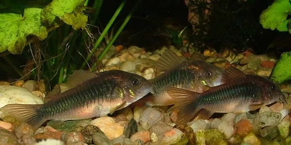 Рыбка аквариумная коридорас золотистый. Сомик коридорас золотистый. Сомик коридорас золотистый. Сом коридорас золотой. Аквариумная рыбка сомик аспидорас.