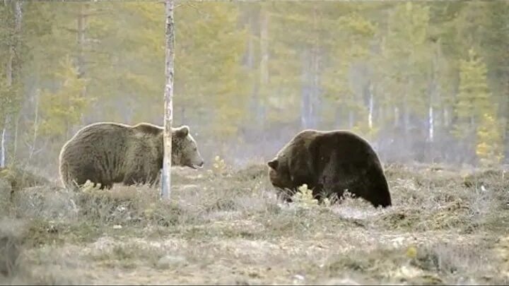 Лось и 2 медведя. Бурый медведь против лося. Схватка лося с медведем.