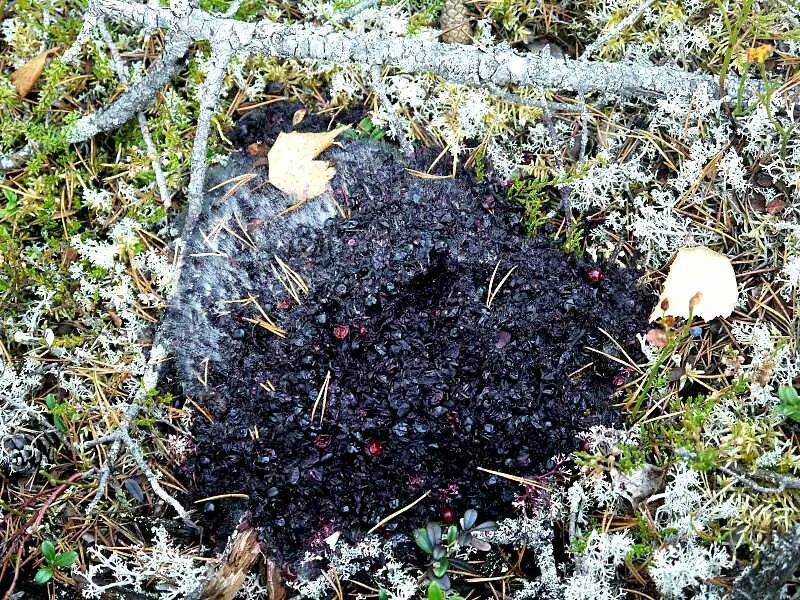 Комсомолка" изучала тайны самого большого леса Республики - Государственный коми