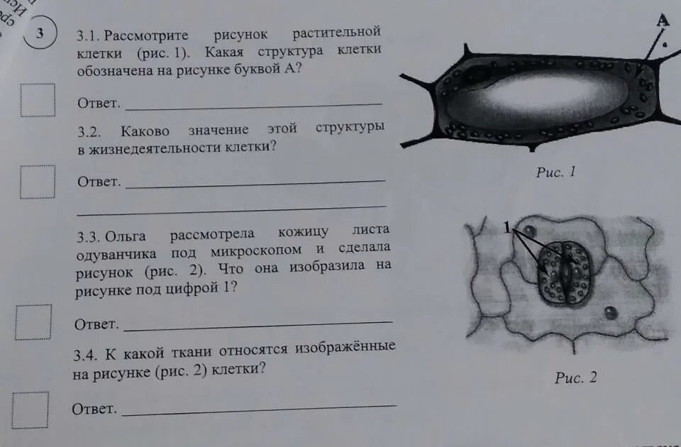 Рисунок растительной клетки 6 класс биология впр. ВПР по биологии 6 класс строение растительной клетки. Рассмотрите рисунок. Структура растительной клетки 6 класс ВПР. Структура растительной клетки 6 класс ВПР по биологии.