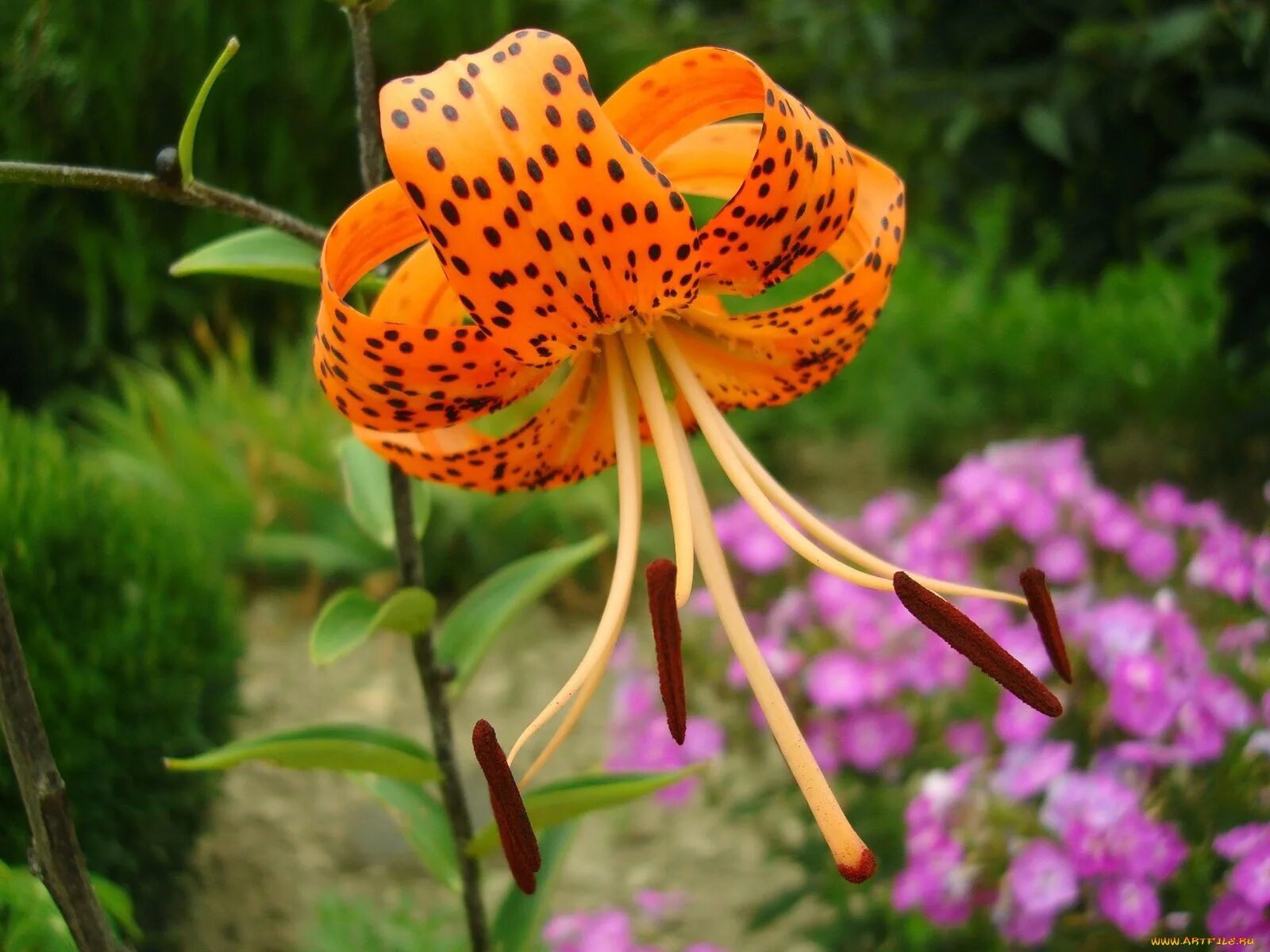 IL SIGNIFICATO DEI #FIORI #LILINUM Nel linguaggio dei fiori simboleggia la purez