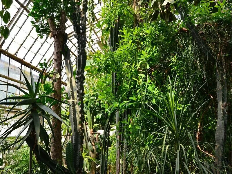 парк вилар в бутово. институт лекарственных растений. институт лекарственных растений. ботанический сад северное бутово. всесоюзный институт лекарственных растений.