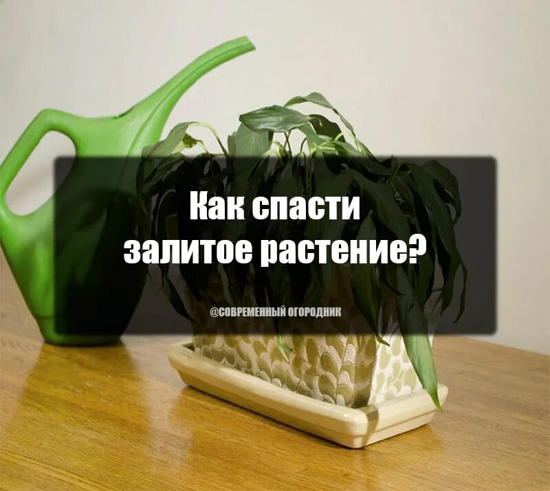 Завядший спатифиллум. Спатифиллум каннолистный. У орхидеи сохнут корни. Как спасти залитый. Лист спатифиллума.