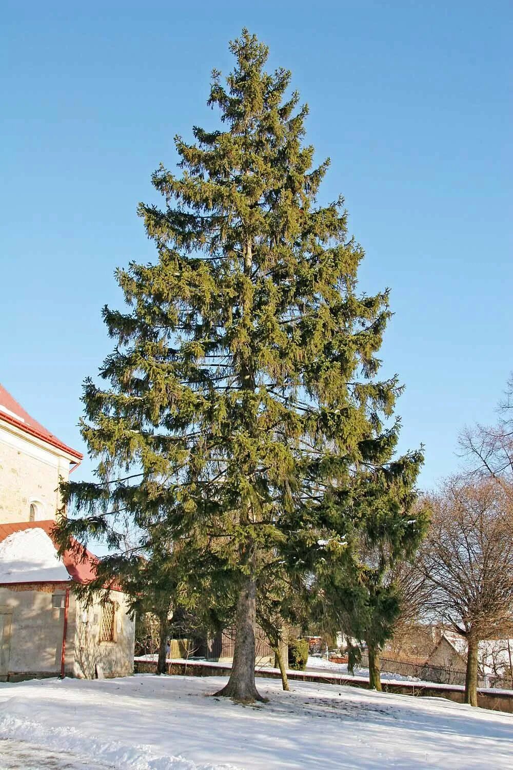 Picea Excelsa. Ель Сибирская (Picea obovata l. ). Ель обыкновенная Picea Abies дерево. Ялина дерево.