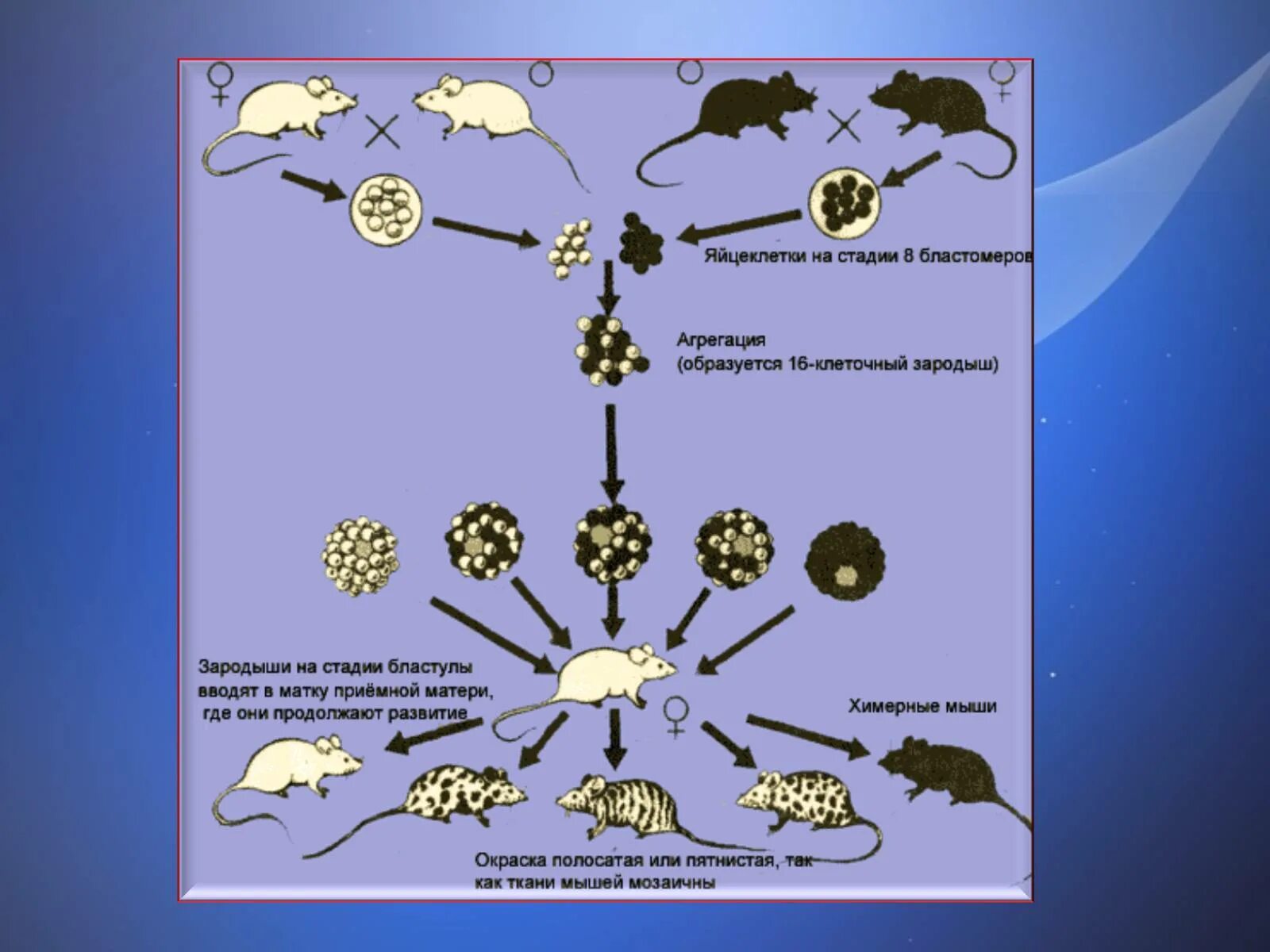 Химерные животные методы получения. Схема получения химерных животных. Методы создания химерных организмов. Метод получения химерных организмов. Пересадка ядер клеток эмбрионов