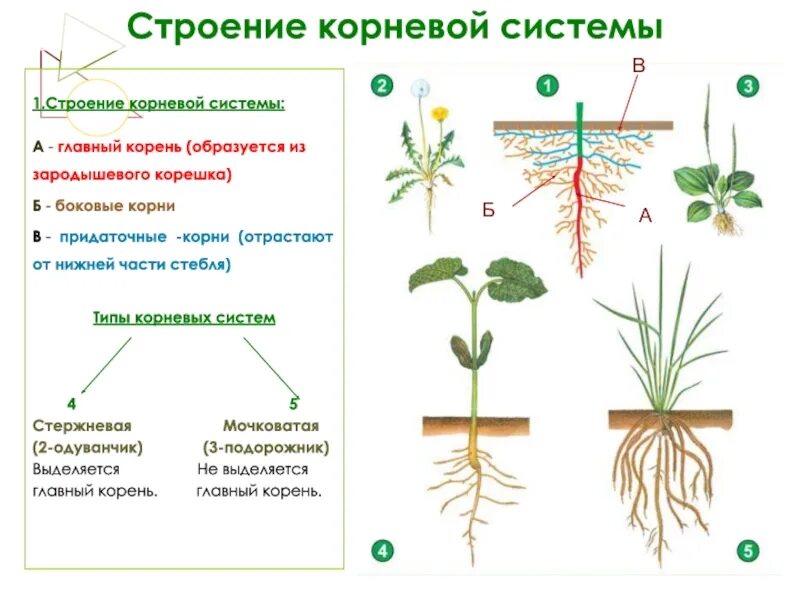 Придаточные корни развиваются из зародышевого корешка. Строение корня боковые придаточные. Строение корневой системы. Строение стержневой корневой системы.