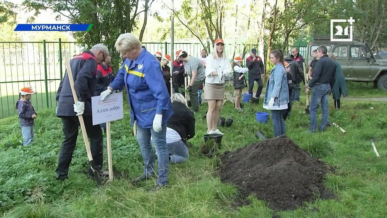 Высадка в мурманске. Высадка деревьев в городе. Аллея добра. Куст Мурманск.