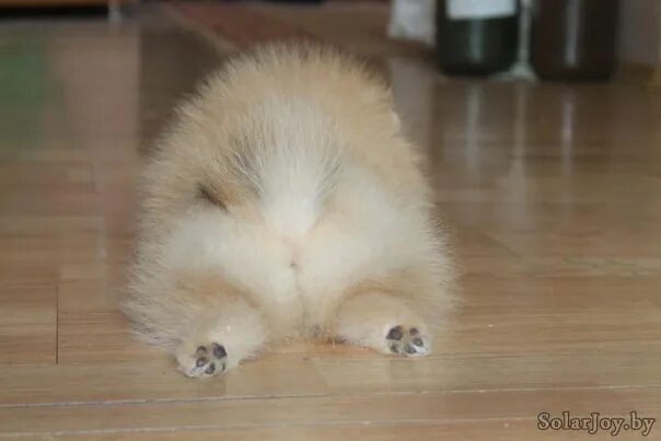 Final Video: Foreign Body in a Japanese Spitz - YouTube