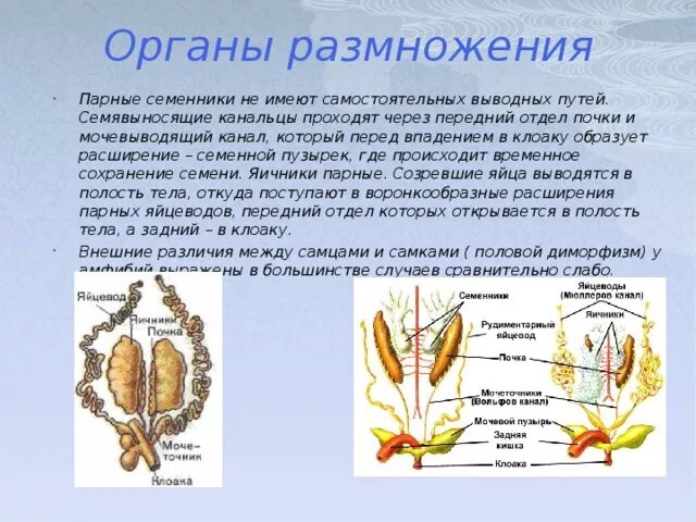 Типы органов размножения. Органы размножения. система органов размножения человека. семенник это орган. органы размножения простейших.
