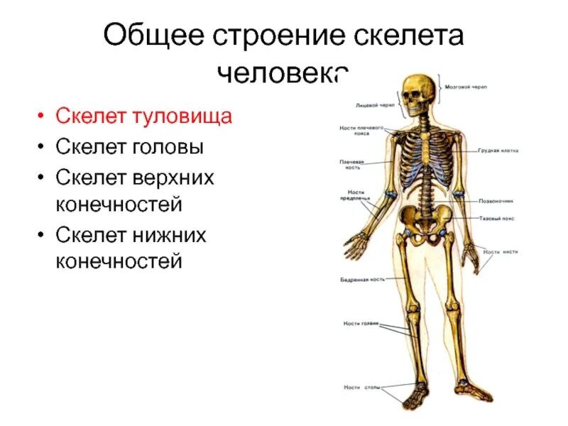 Строение скелета человека. Скелетная система человека. Скелет туловища человека анатомия. Строение скелета туловища.