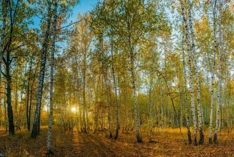 Березовая роща в сентябре