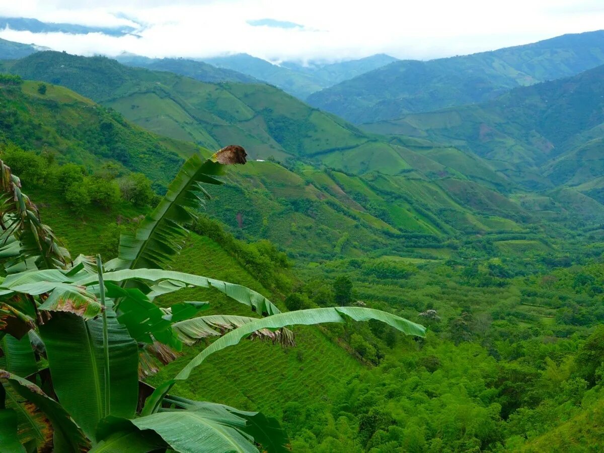 климатические условия бразилии в разных частях страны. климат бразилии 7 класс география. климатическая карта венесуэлы. климатические условия бразилии в разных частях страны. природно климатические условия бразилии.