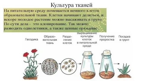 Способы размножения клетки растений
