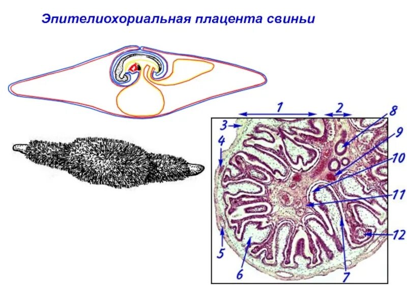 Типы плацент млекопитающих. Эпителиохориальная плацента свиней. эпителиохориальный тип плаценты.