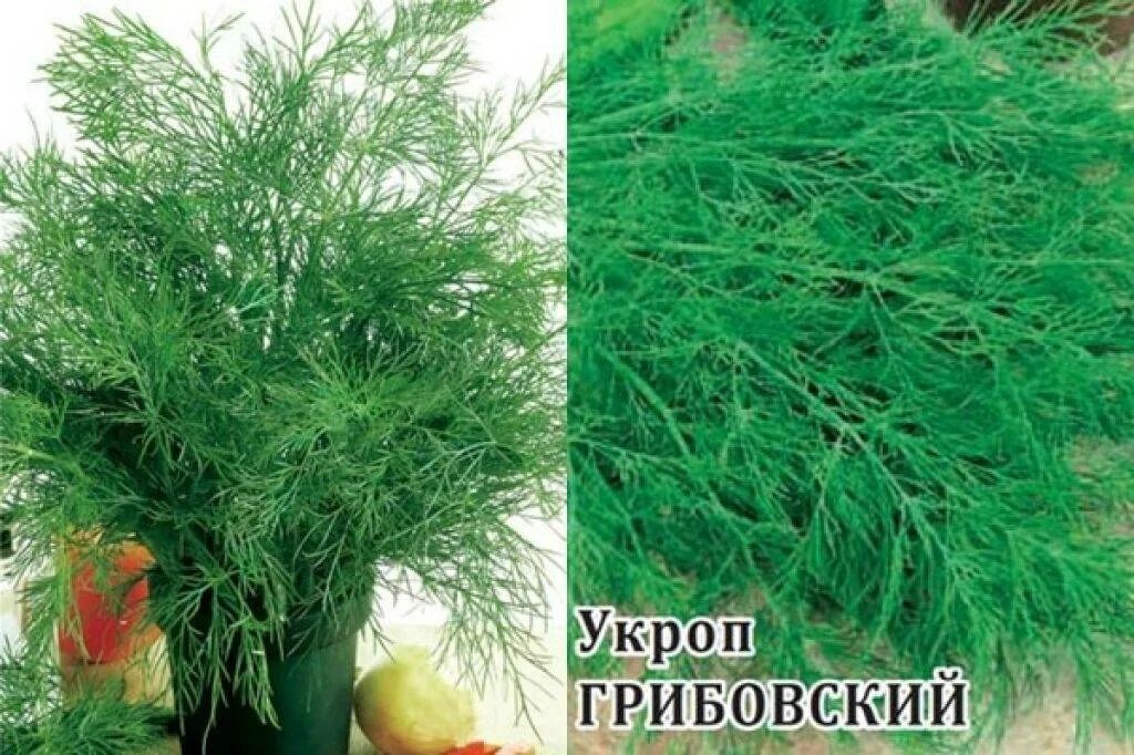 Укроп испанский компакт. Укроп грибовский, 2г. Укроп грибовский фото. Укроп сорт кибрай. Укроп русич.