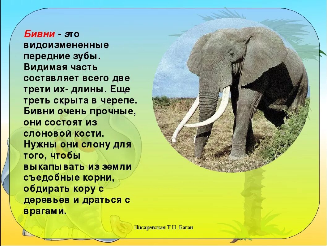 Где живут слоны. Где живут сёмы. Сообщение о слоне. Доклад про слона. Где обитает слон материк