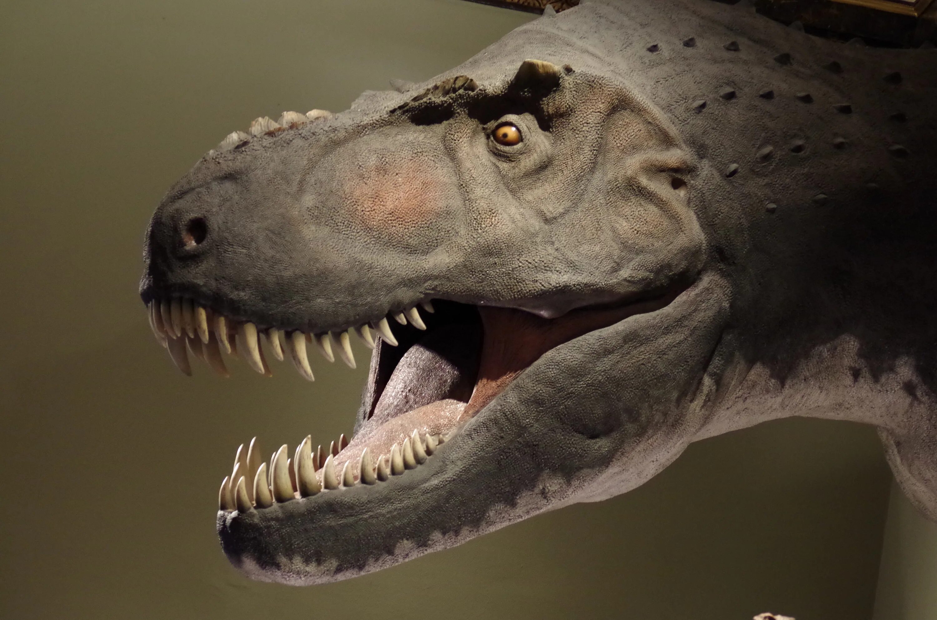 Нигерзавр(nigersaurus). Морда динозавра. Динозавр с 500 зубами в чем прикол. Нигерзавр. Мэй динозавр.