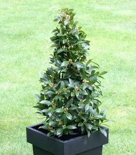 Bay tree