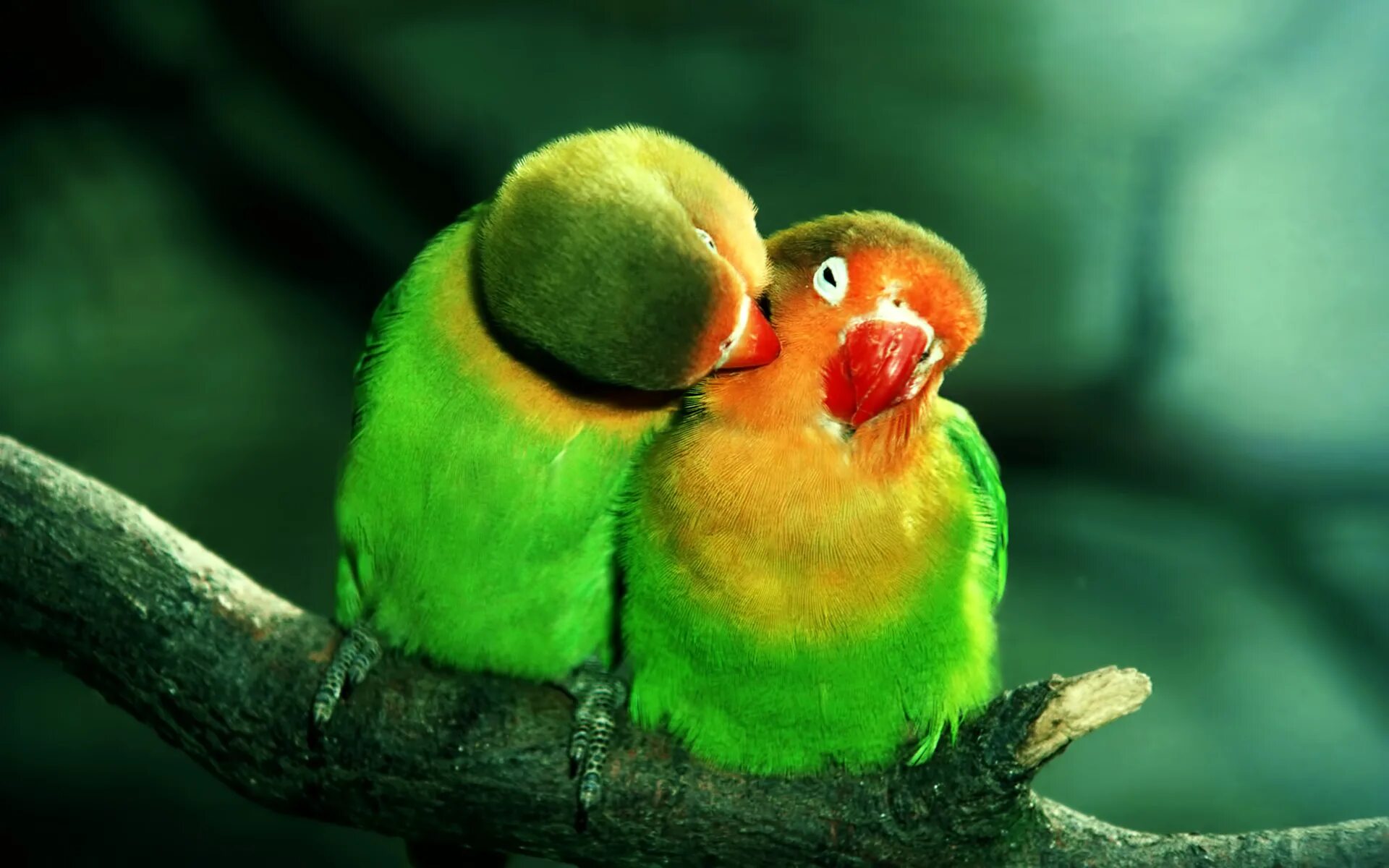 Попугай неразлучник масковый. Птицы весной. The love birds. Неразлучники попугаи. Неразлучники попугаи масковые.