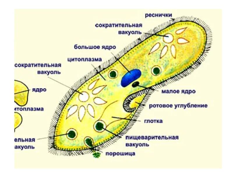 Амеба обыкновенная и инфузория туфелька. Сократительная вакуоль инфузории туфельки. Инфузория туфелька эвглена. Сократительная вакуоль инфузории. Пищеварительная вакуоль инфузории.