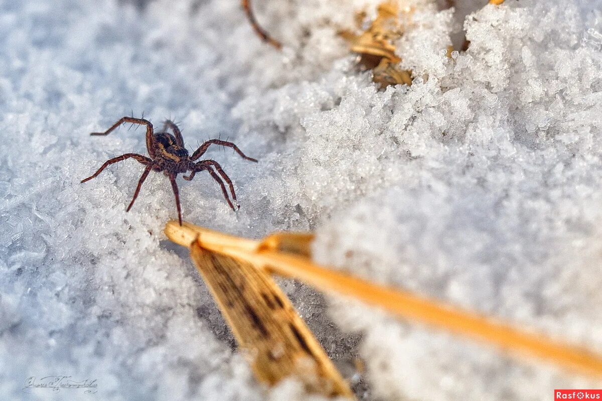 что едят пауки зимой. пауки зимой. птицеед brachypelma albopilosum оранжевый. пауки зимой. паук зимовка.