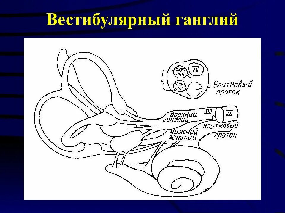 Преддверный ганглий. Вестибулярного ганглиев.. Вестибулярный анализатор строение. Вестибулярный ганглий анатомия. Строение вестибулярного нерва