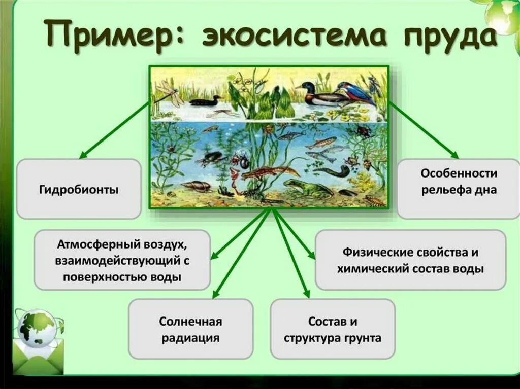 Биоценоз это в биологии кратко. Структура биогеоценоза пруда. Структура биогеоценоза и экосистемы. Примеры экосистем. Экосистема водоема.