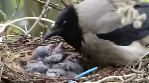 Сколько высиживают вороны