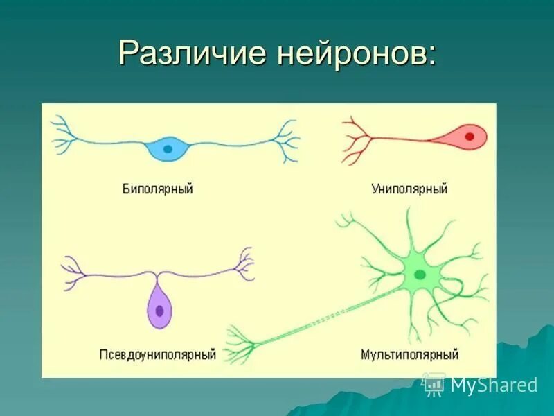 Строение периферического двигательного нейрона. Нервная система чувствительный нейрон. Вставочные нейроны классификация. Классификация нейронов по функциям таблица. Для чувствительных нейронов характерно.