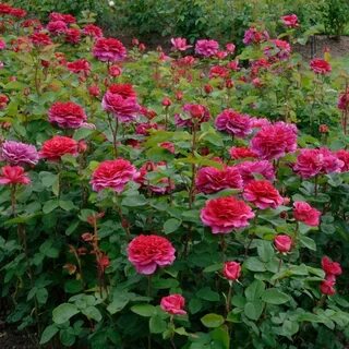 Rose noble