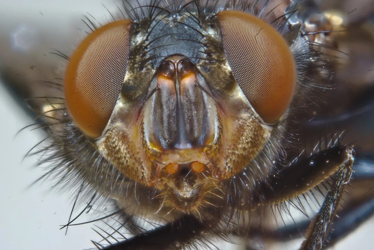 Муха обыкновенная. Комнатная Муха. Домовая Муха. Сложные глаза у насекомых. Вид муха домашняя