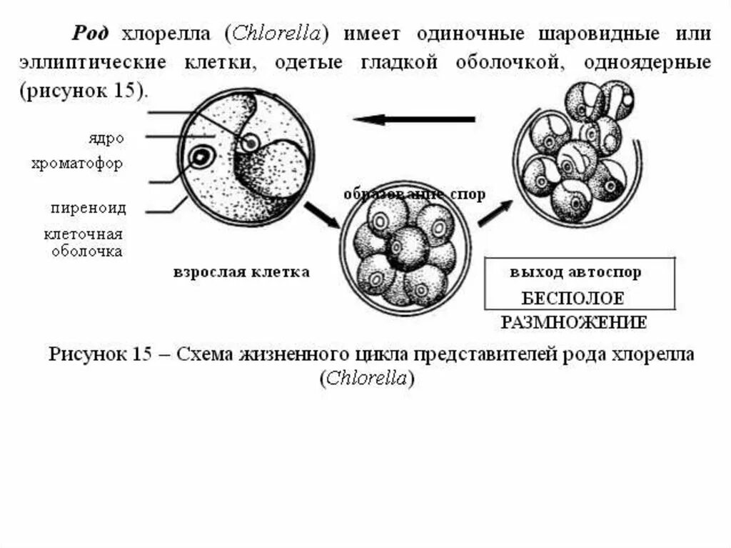 Цикл хлореллы. Цикл развития хлореллы схема. размножение хлореллы схема. цикл размножения хлореллы. половое размножение хлореллы.