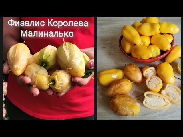 Семена физалиса Королева Малиналько. Физалис ягодный Королева Малиналько. Физалис Королева Малиналько описание. Физалис Королева Малиналько фото.