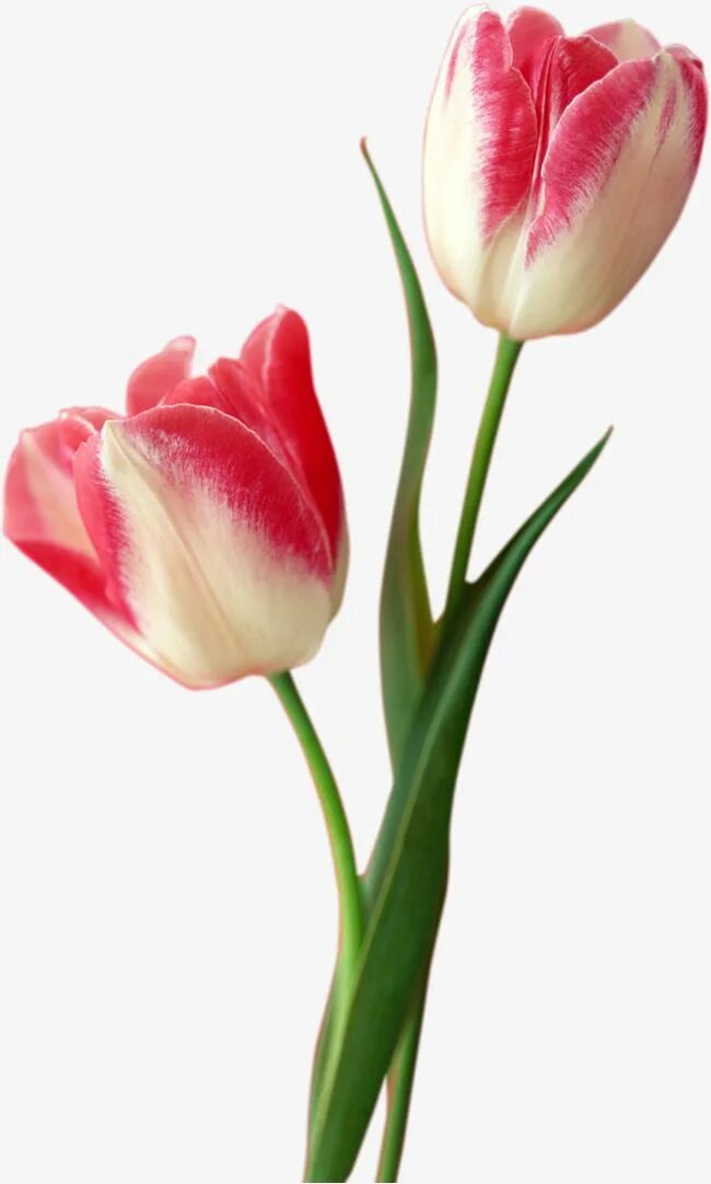 Tulip 2