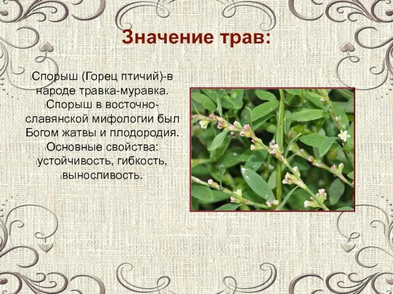 Значение трав. Трава значит. Важность растений для человека. Значение растений биология. Трын трава растение.