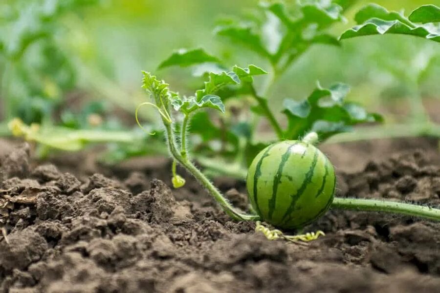 Арбуз на даче. Арбузная дыня. Арбуз на грядке. Дыни и арбузы в открытом грунте. Арбуз растет.