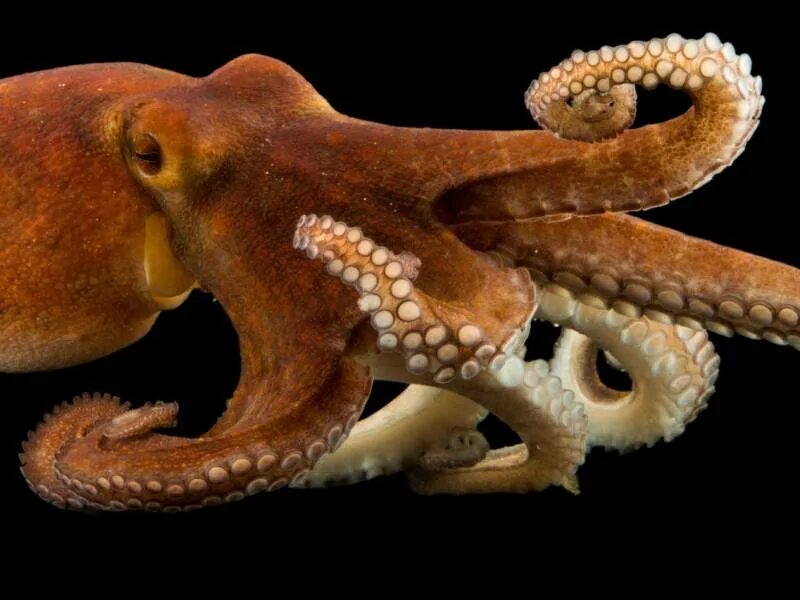 К какой группе животных относится осьминог. Осьминог national geographic. гибрид крокодила и осьминога.
