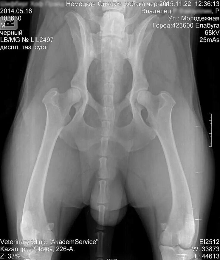 Снимок дисплазии тазобедренных суставов у собак. Дисплазия тазобедренных суставов рентген норма. Дисплазия тазобедренного рентген. Рентген тбс норма и дисплазия. Рентген тбс при дисплазии.