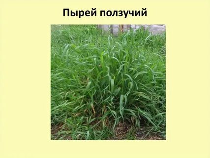 Пырей ползучий противопоказания