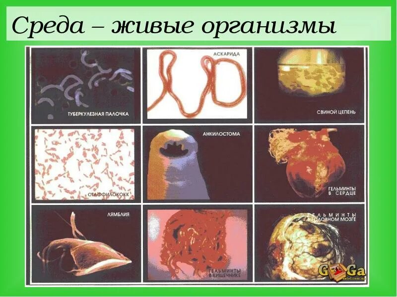 Живой организм как система. Внешняя среда и ее воздействие на организм человека. Живые организмы человека. Человек живой организм 1 класс. Живые организмы человека.